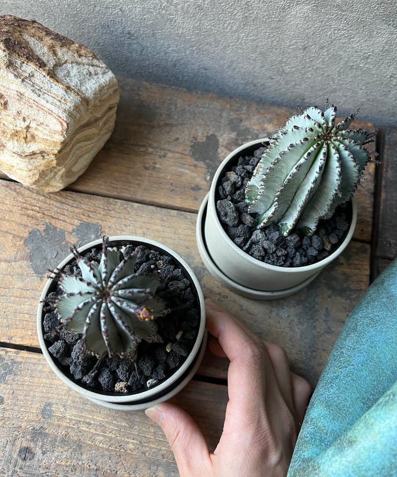 uphorbia polygona ユーフォルビア 白衣ポリゴナ | ¨MONKEY TRE