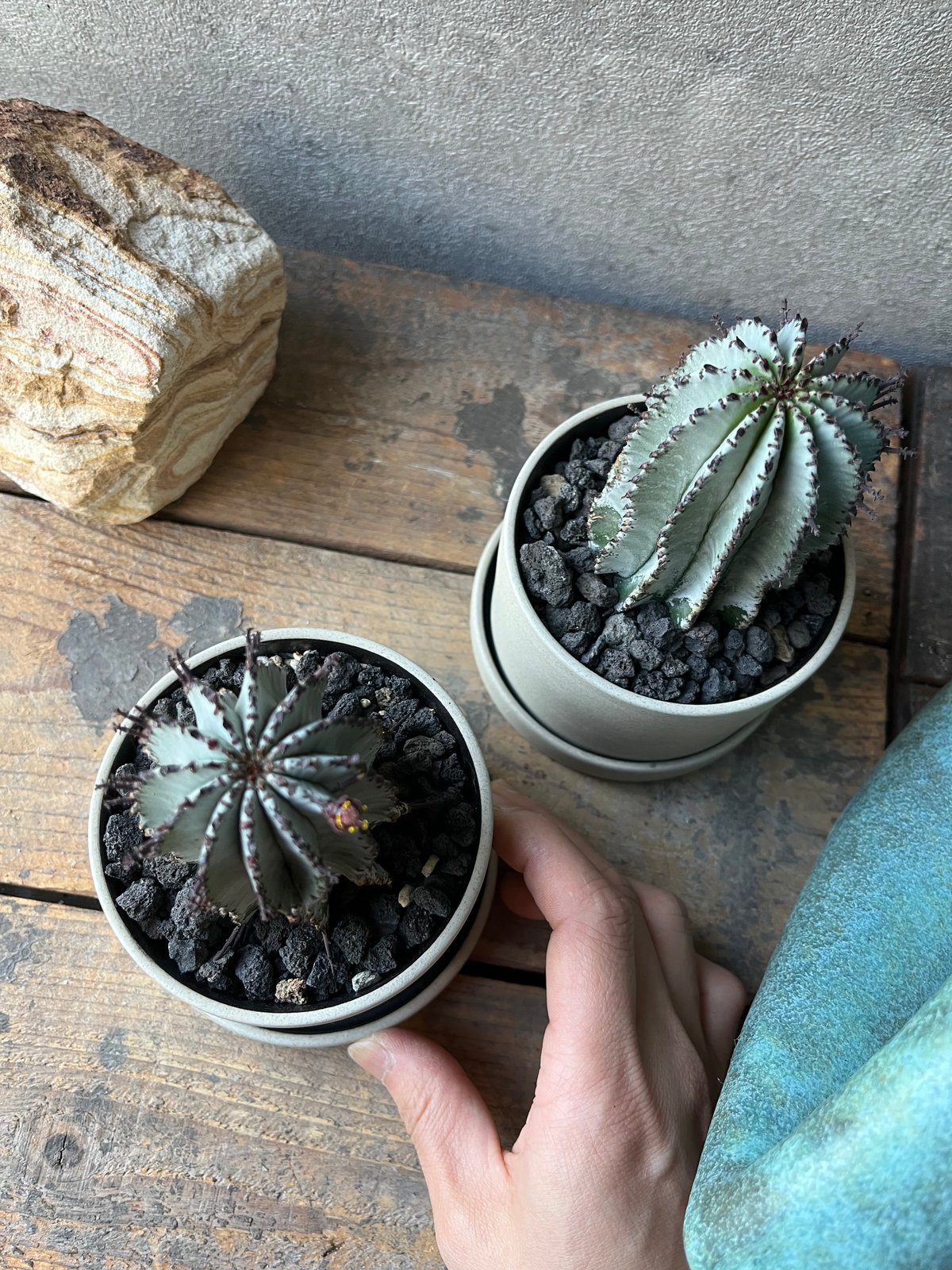 uphorbia polygona ユーフォルビア 白衣ポリゴナ | ¨MONKEY TRE