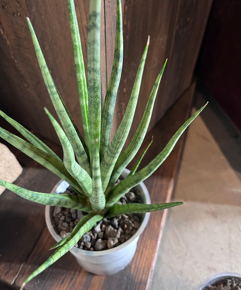 特大株 サンスベリア パウエル サンセベリア sansevieria Sansevieria 'Silver Crown'サンスベリア'シルバークラウン'／Sans