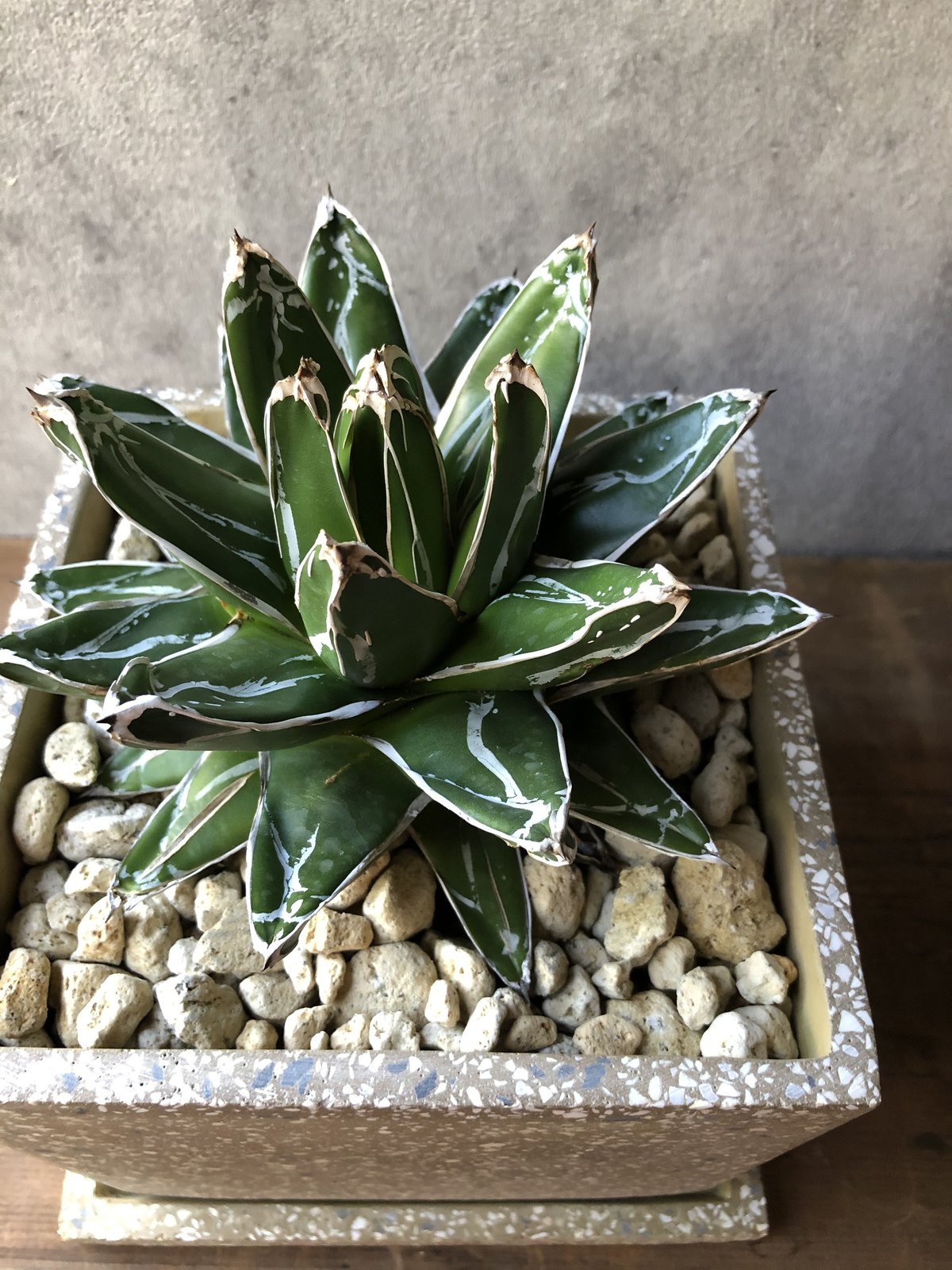 1点もの】Agave victoriae-reginae アガベ 笹の雪 | ¨MONKEY