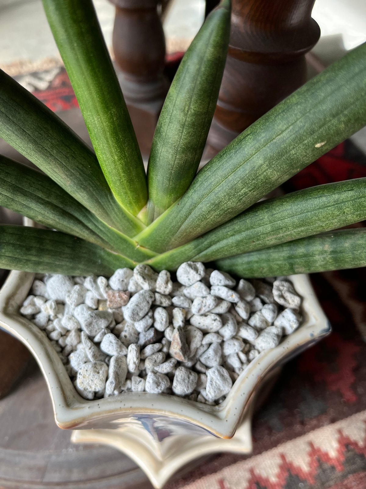 Sansevieria boncellensis サンスベリア 'ブラックボンセレンシス'
