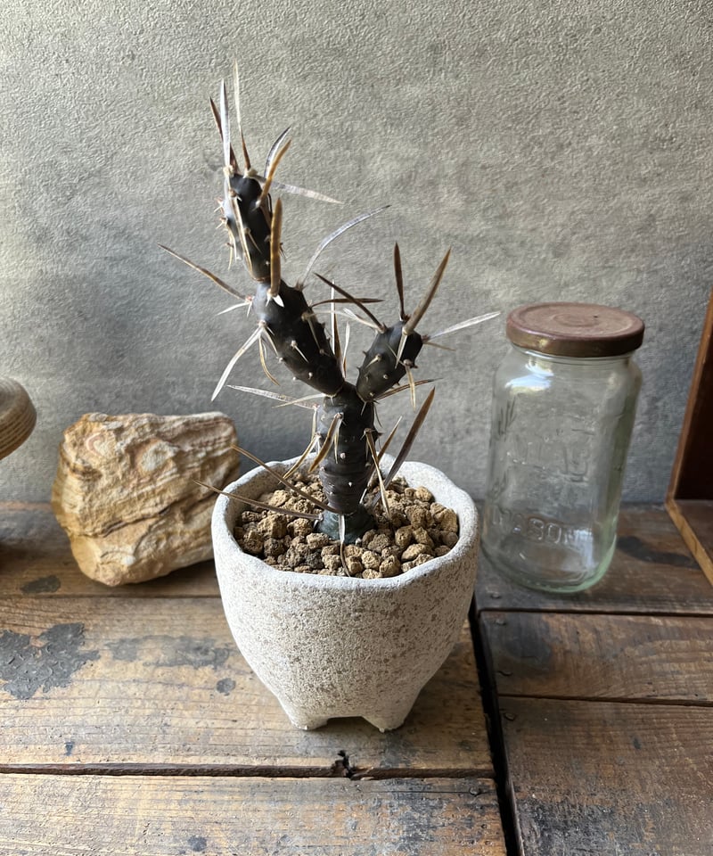 Tephrocactus テフロカクタス黒太刀 | ¨MONKEY TREE¨ by SABO