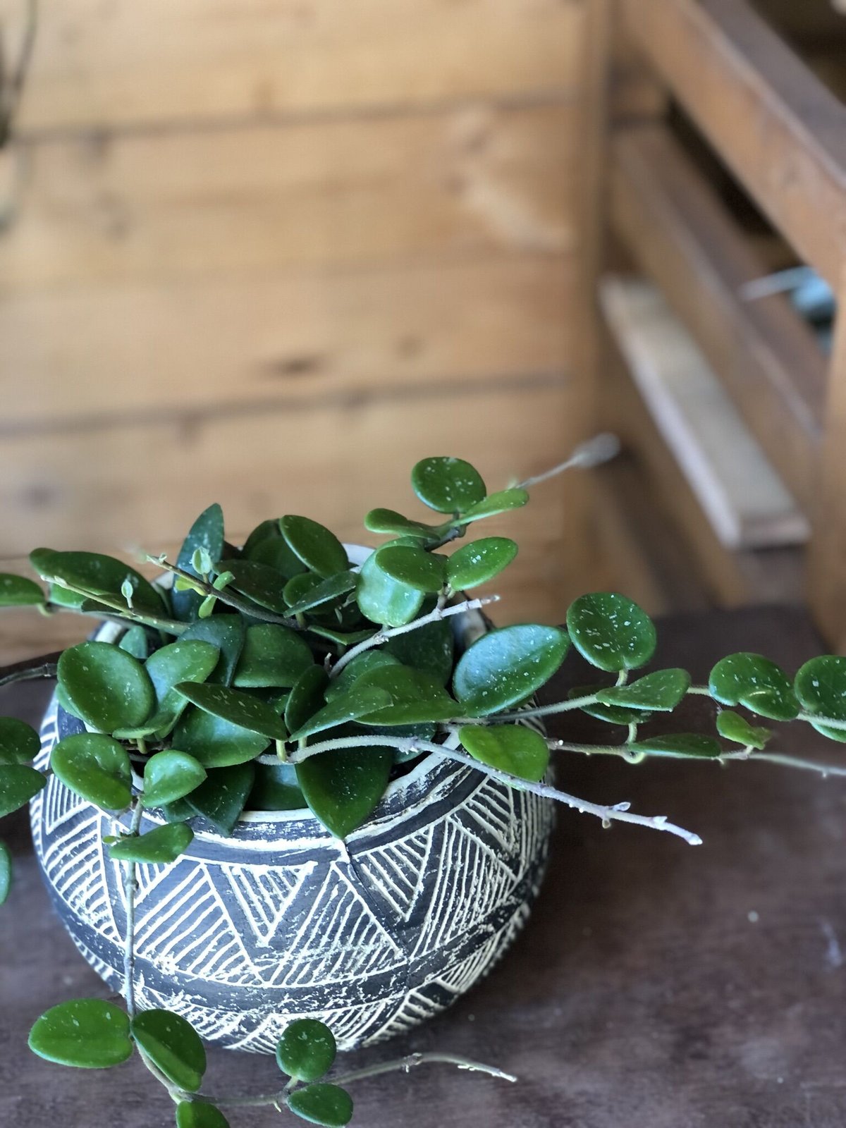 在庫ラスト ホヤ マチルダ Hoya mathilde variegata ② 在庫ラスト ホヤ マチルダ Hoya mathilde variegata ② Hoya 'Mathilde