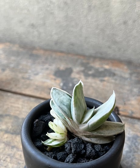 Gasteria 'Zouge Kodakara' ガステリア 象牙子宝 mini