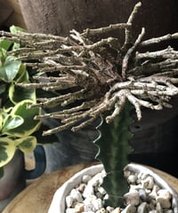 【1点もの】 Euphorbia platyclada  ユーフォルビアプラティクラーダ