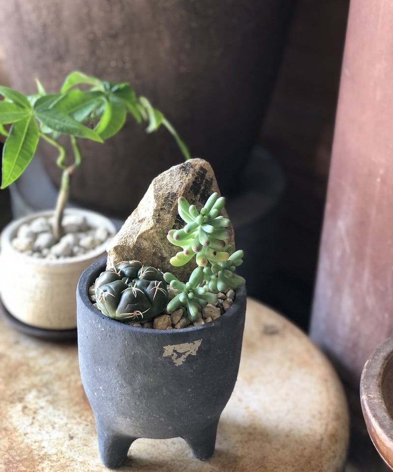 1点もの】 岩 寄せ植え | ¨MONKEY TREE¨ by SABOTEN MISSILE