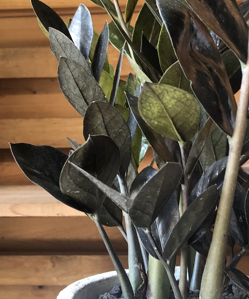 Zamioculcas zamifolia 'Raven' ザミオクルカス レイヴン |