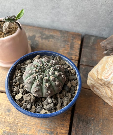 Gymnocalycium stellatum var. kleinianum ギムノカリキュウム 瑞昌玉