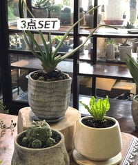 1点もの】Polaskia chichipe silver crystata 雷神閣綴化 |