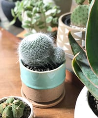 【1点もの】Mammillaria hahniana f.lanata 玉翁殿