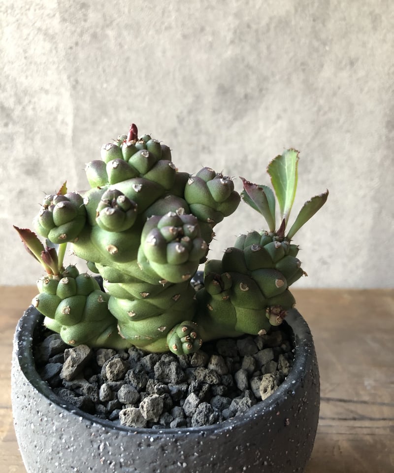 モナデニウム　リチェイ　斑入り 楽天市場】多肉植物 ◇ モナデニウム ◇ リチェイ ◇ 斑入り