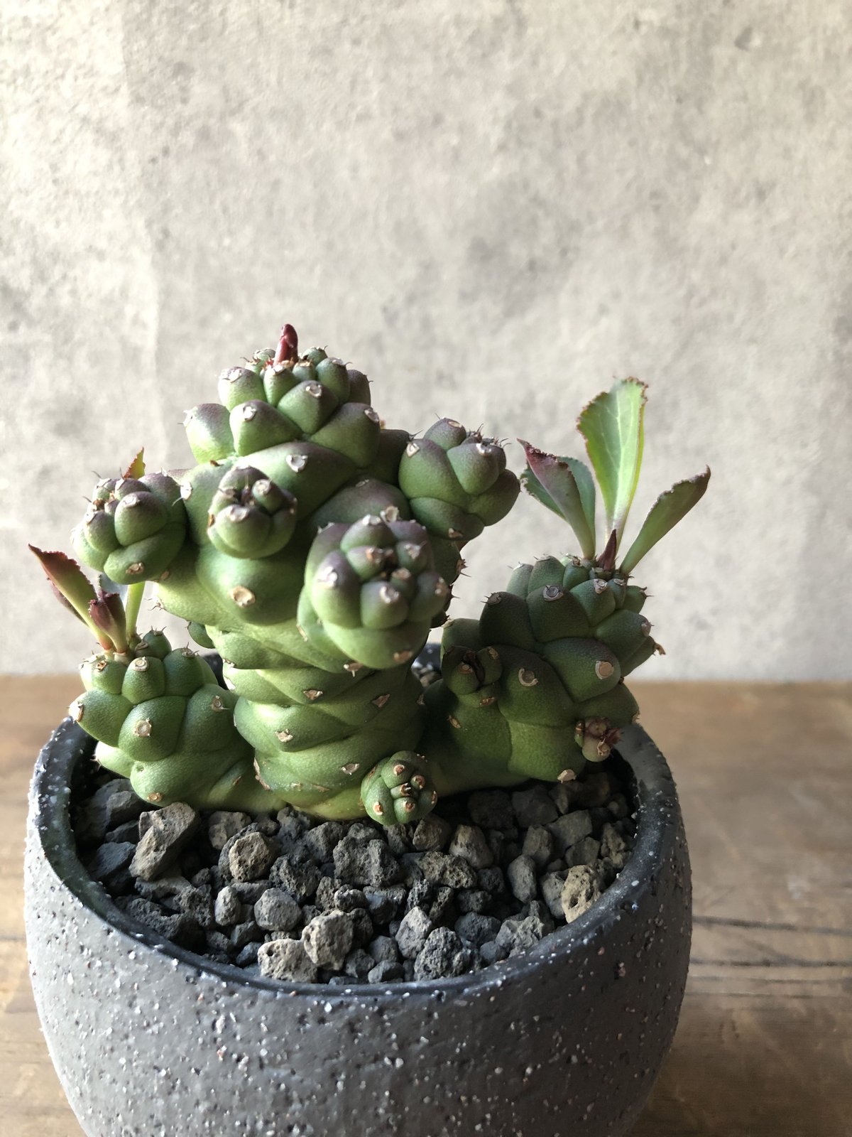1点もの】Monadenium ritchiei モナデニウム リチェイ | ¨MONKEY