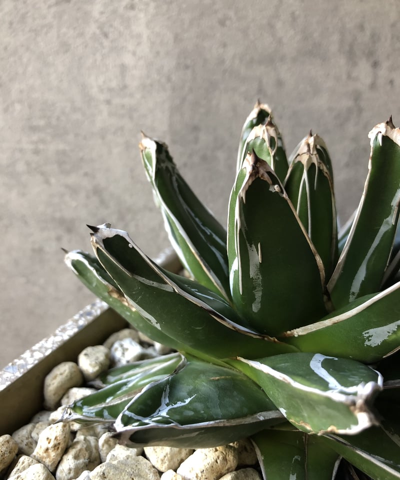 1点もの】Agave victoriae-reginae アガベ 笹の雪 | ¨MONKEY 1点もの】Agave victoriae-reginae アガベ 笹の雪 | ¨MONKEY