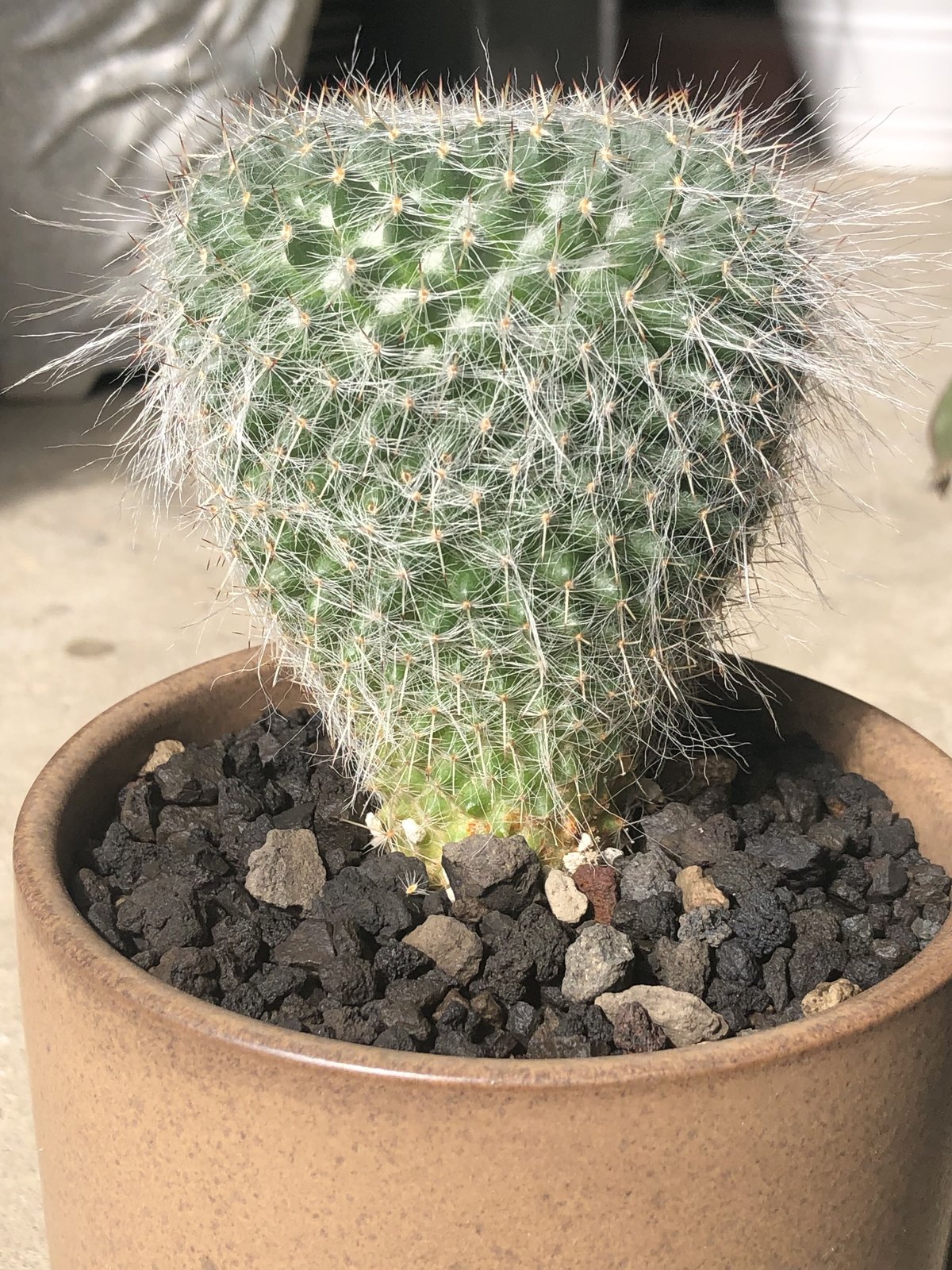 1点もの】Mammillaria hahniana 玉翁 | ¨MONKEY TREE¨ b