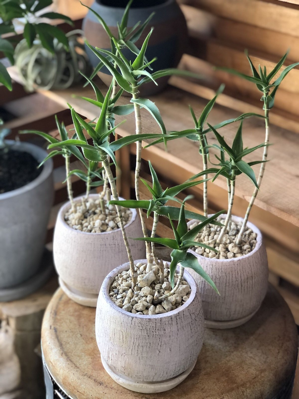 Aloe SP 青々錦 | ¨MONKEY TREE¨ by SABOTEN MISSILE