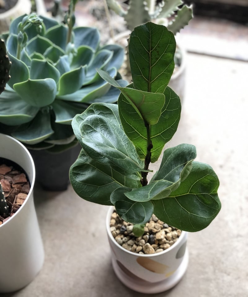 Ficus lyrata 'Bambino' フィカス リラータ バンビーノ | ¨MON