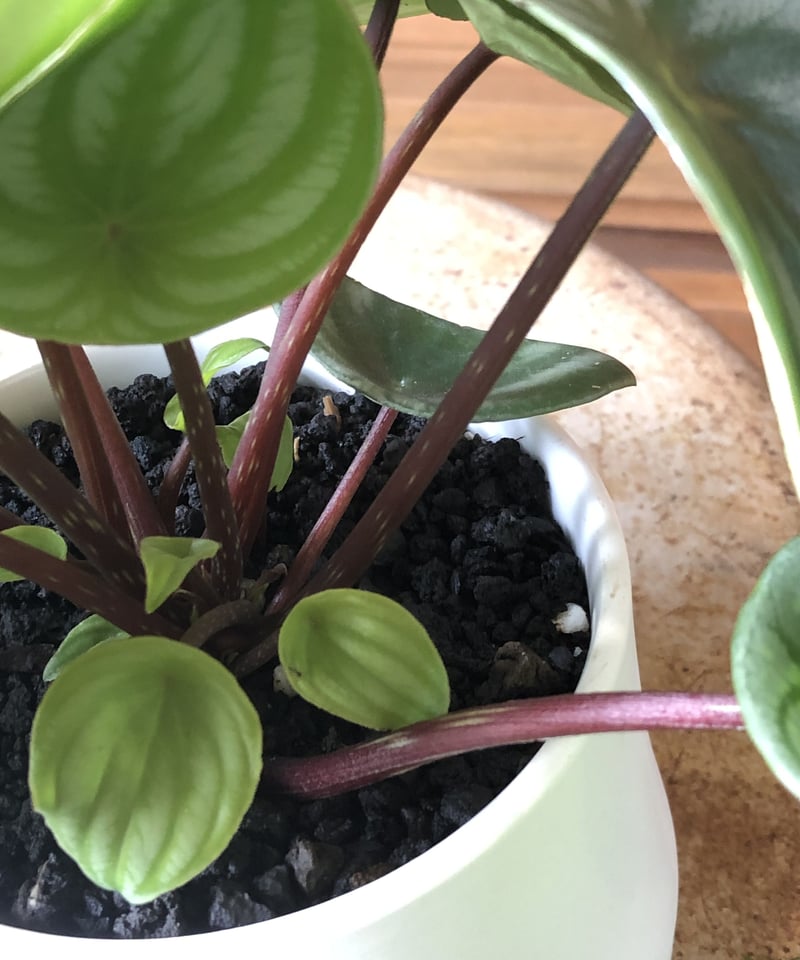 Peperomia argyreia スイカぺぺ | ¨MONKEY TREE¨ by SA