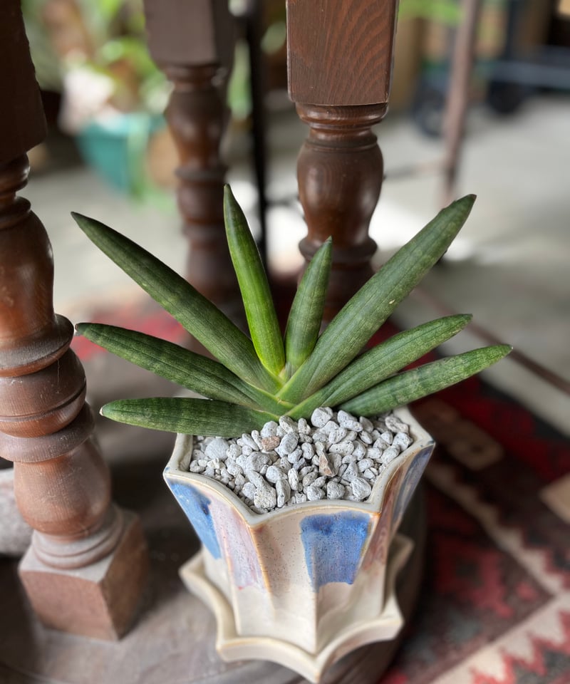 Sansevieria boncellensis サンスベリア 'ブラックボンセレンシス'