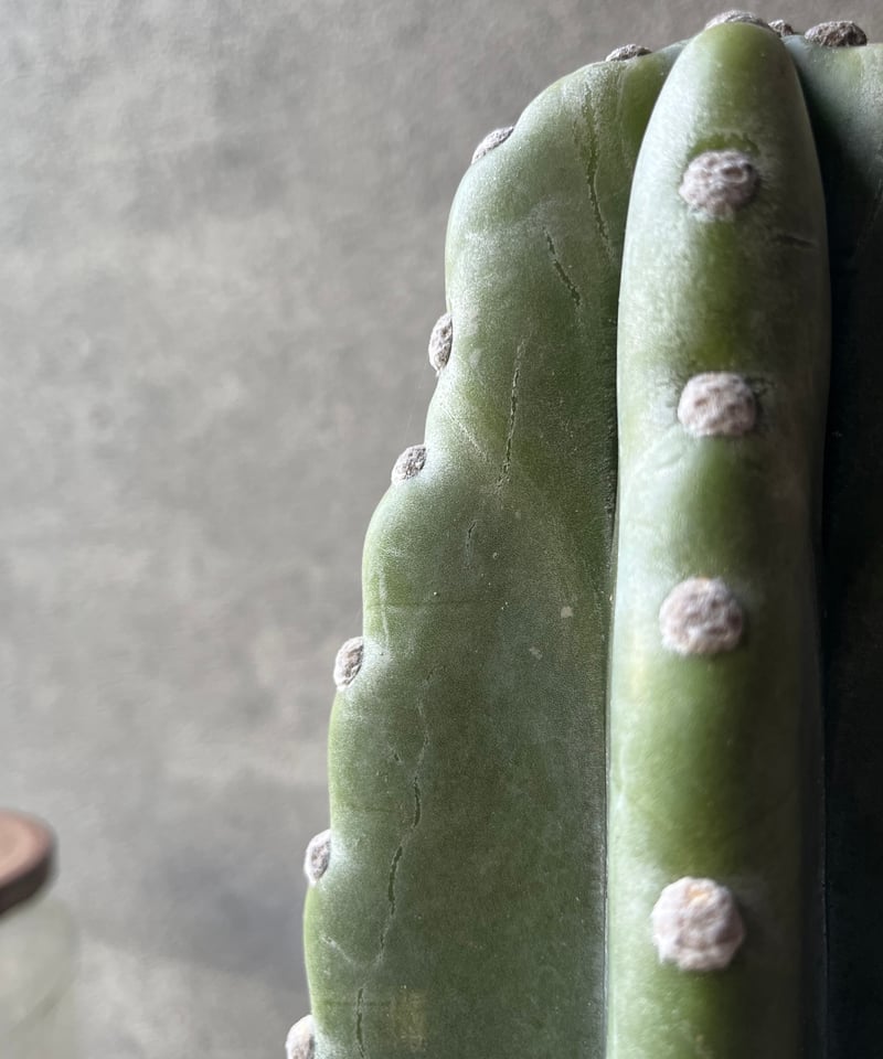 Cereus hildmannianus 柱サボテン 鬼面角 | ¨MONKEY TREE¨