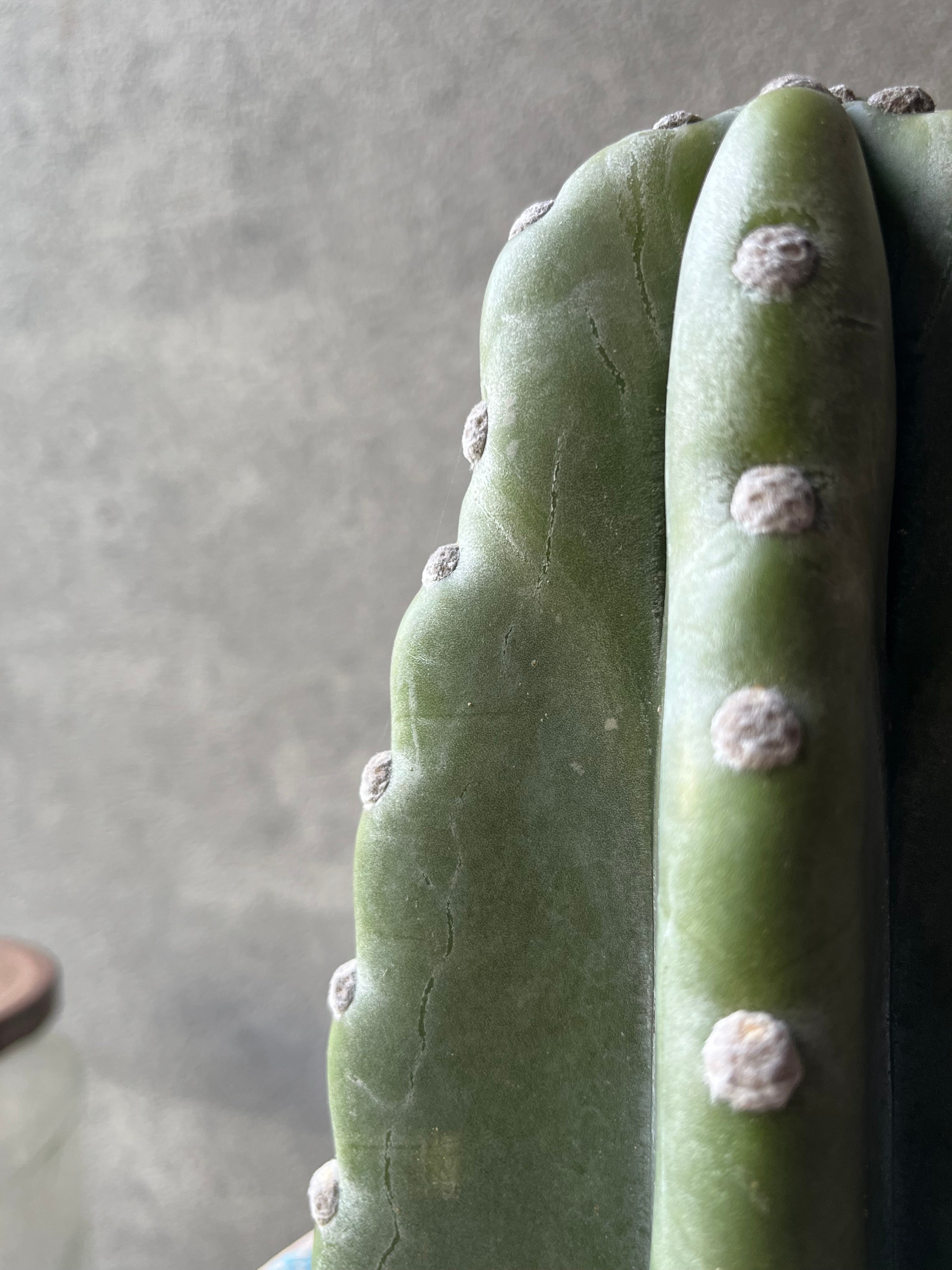 Cereus hildmannianus 柱サボテン 鬼面角 | ¨MONKEY TREE¨