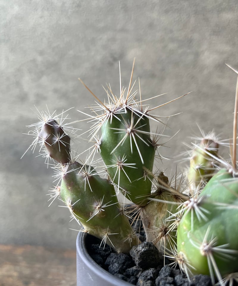 Opuntia invicta オプンチア インビクタ 武者団扇 | ¨MONKEY TREE
