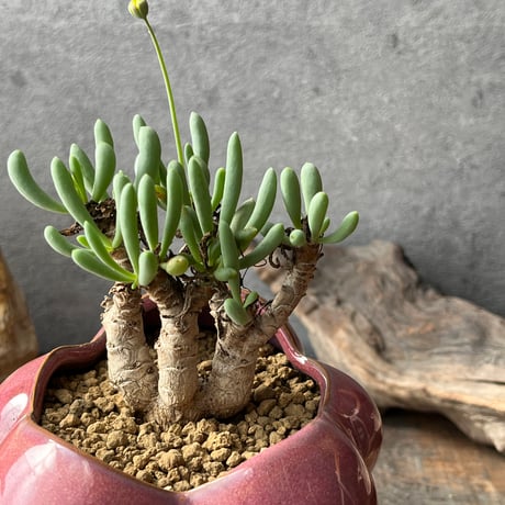 オトンナクラビフォリア | STORES