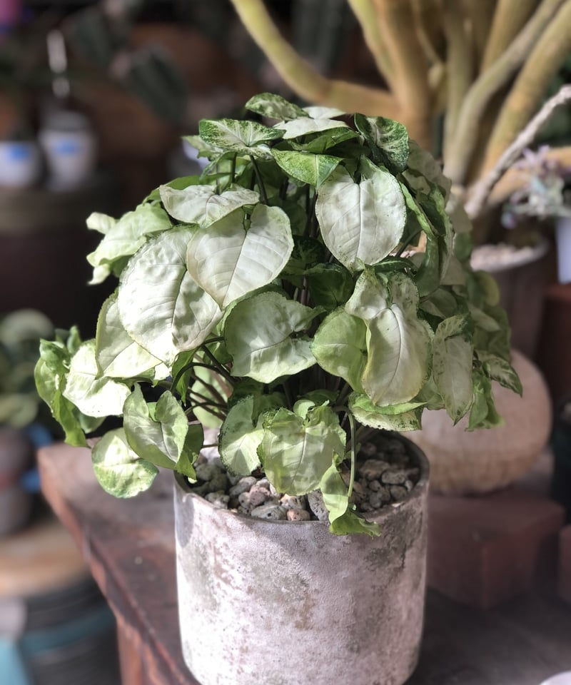 その他観葉植物 ShinMin Amazon｜花言葉『温かい心』【クリアケース入りミニサボテン