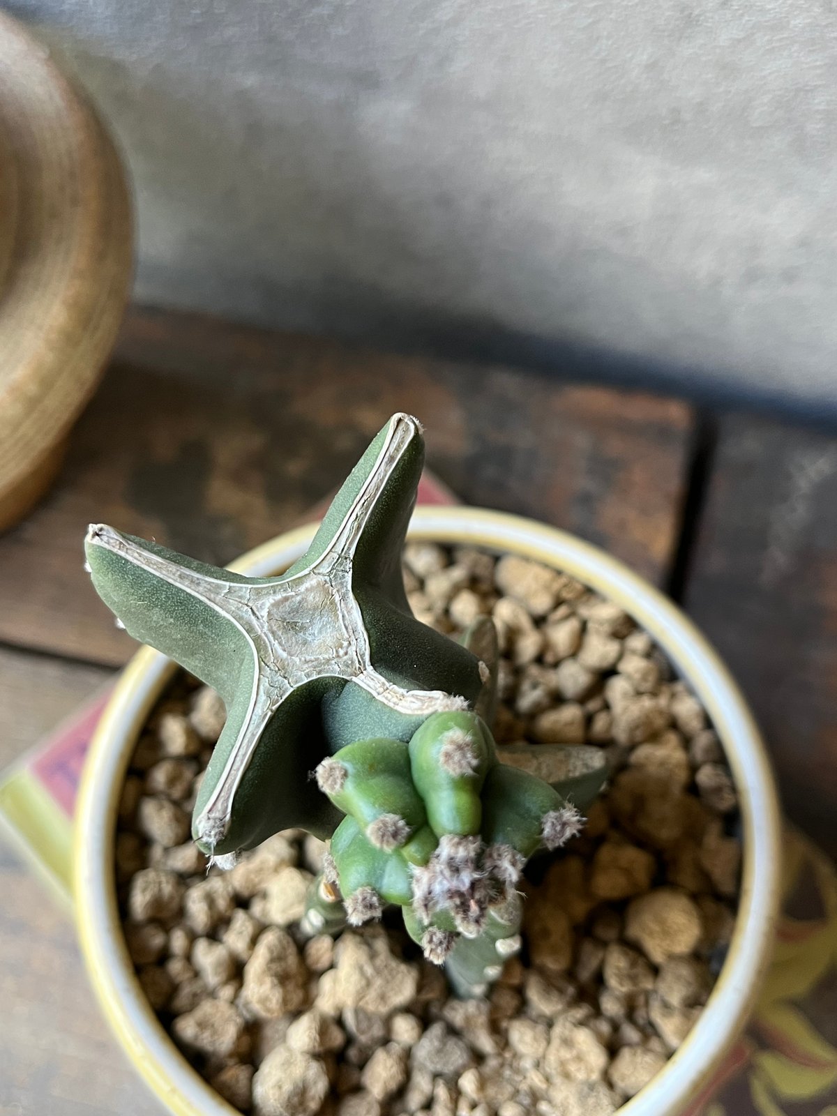 Cereus hildmannianus 鬼面角 ブランチ仕立て | ¨MONKEY TREE