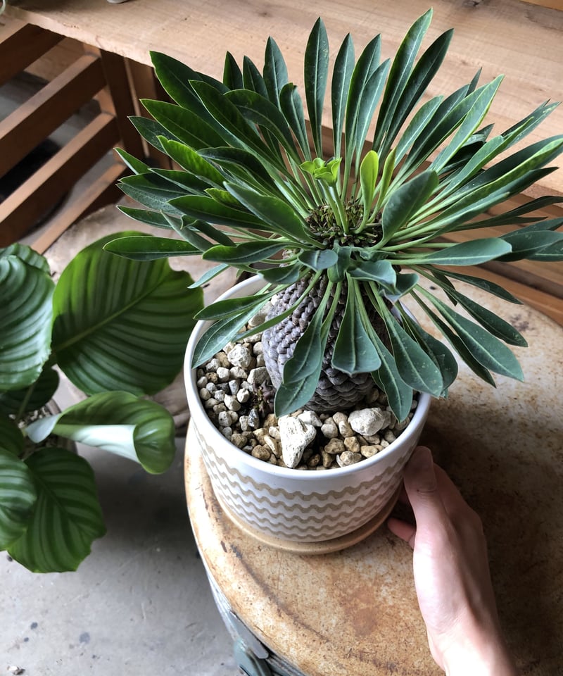 1点もの】Euphorbia bupleurifolia 鉄甲丸 | ¨MONKEY T
