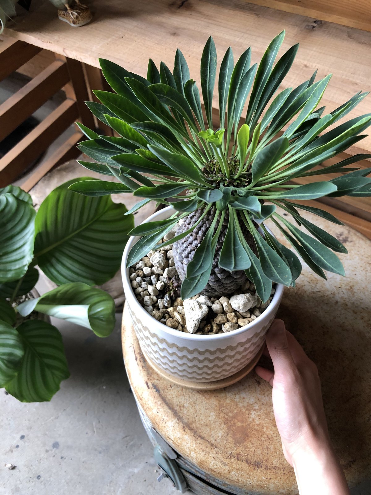 fit=scale-down,w=1200