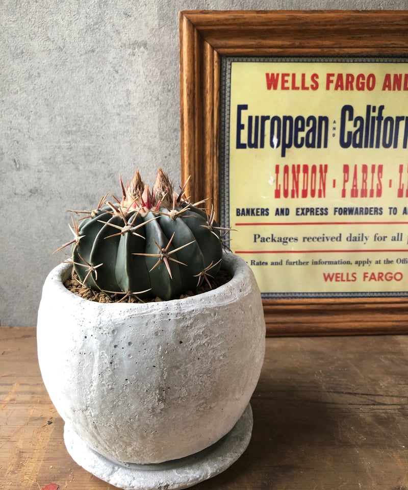 1点もの】Homalocephala texensis 綾波 | ¨MONKEY TREE¨