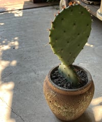 Opuntia santarita サンタリタ