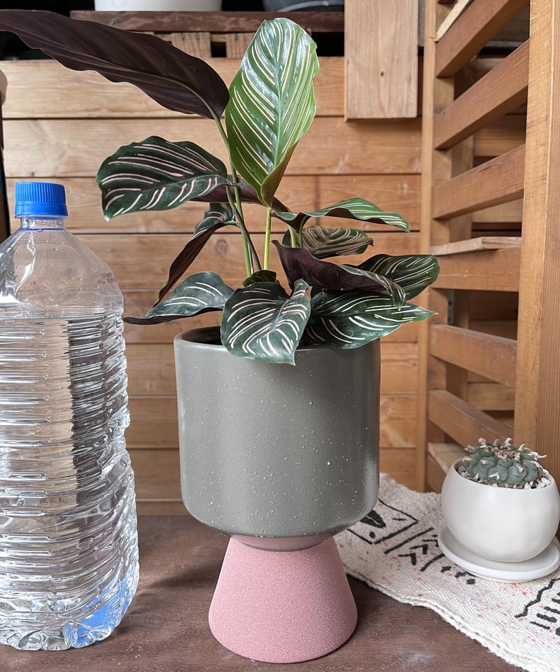 おるなーた カラテア・オルナータの育て方 | 観葉植物・お花の通販 AND