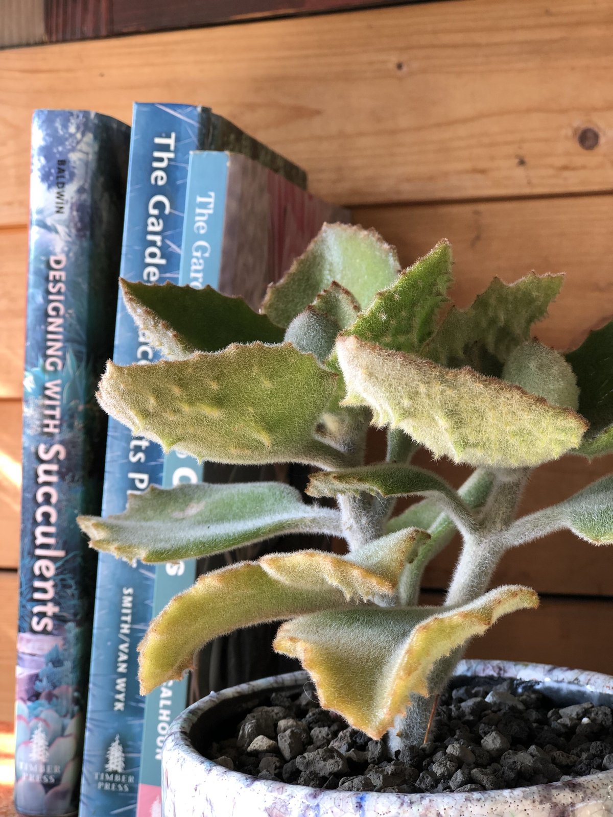 カランコエ べハレンシスファング 【大株3本】現品 カランコエ べハレンシスファング 【大株3本】現品 2025年最新