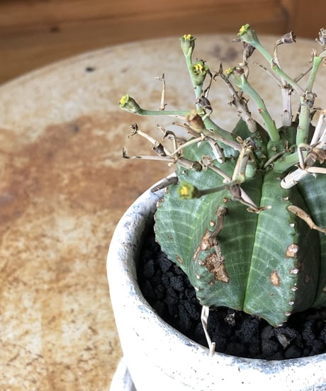 【1点もの】Euphorbia valida  バリダ