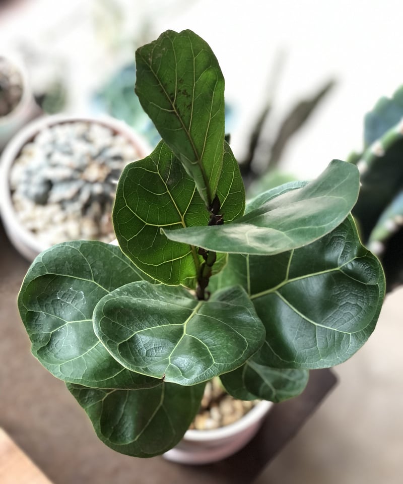 Ficus lyrata 'Bambino' フィカス リラータ バンビーノ | ¨MON