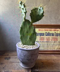 1点もの】Eriocactus magnificus マグニフィカス 英冠玉 群生株 | ¨