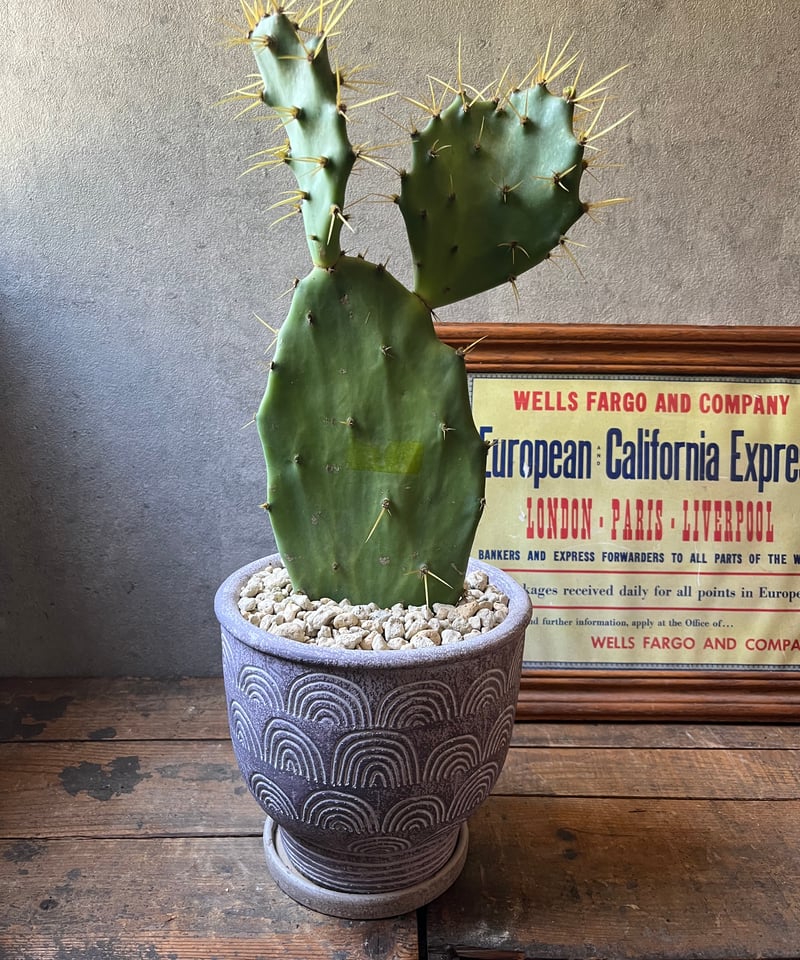 金棘 寒さに強いウチワサボテン | ¨MONKEY TREE¨ by SABOTEN MISSILE