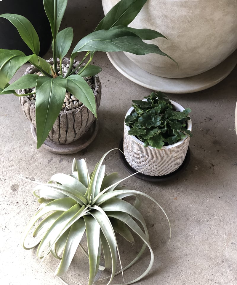 1点もの】 Anthurium hookeri アンスリウムフーケリー | ¨MONKEY