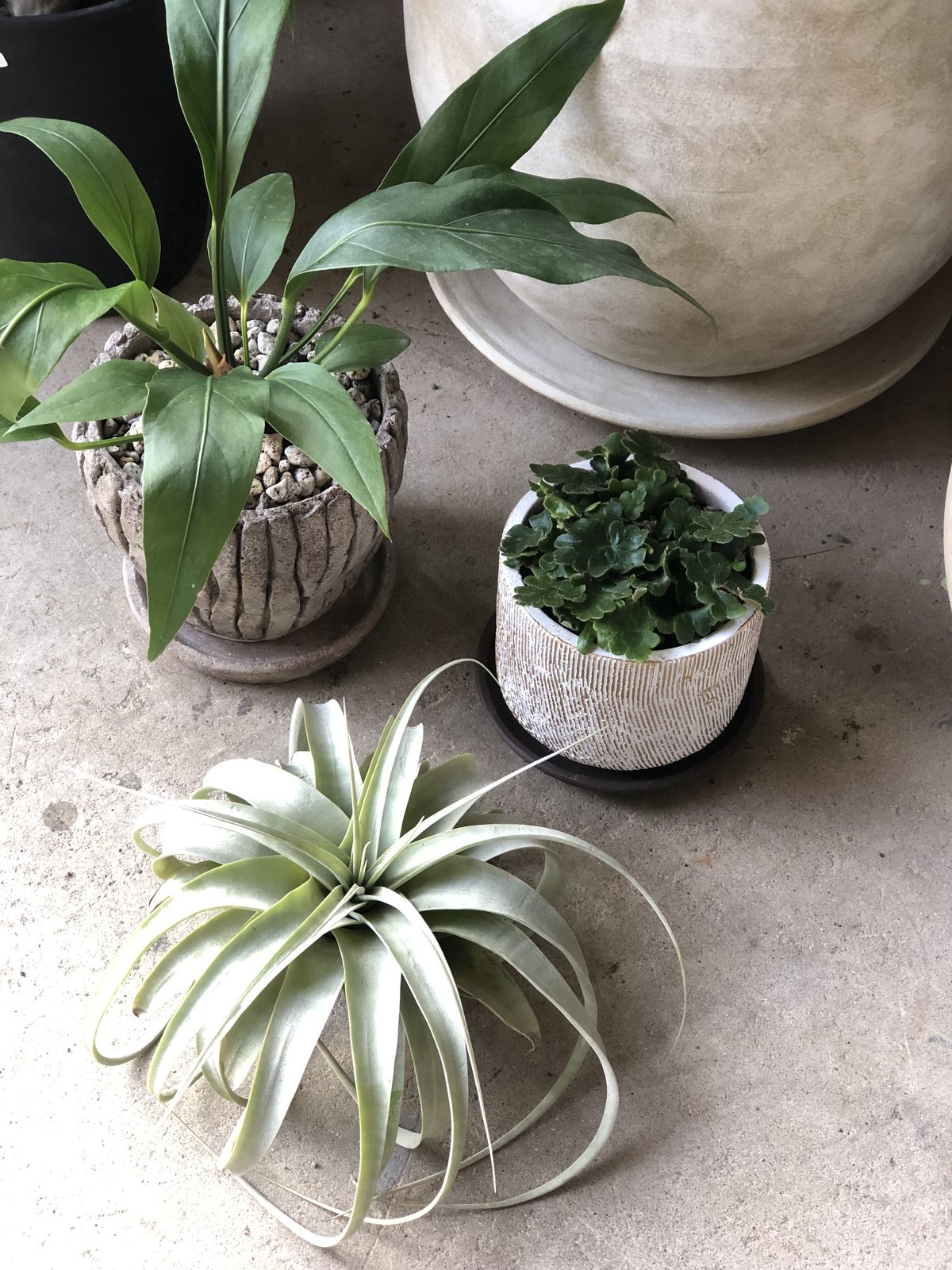 1点もの】 Anthurium hookeri アンスリウムフーケリー | ¨MONKEY