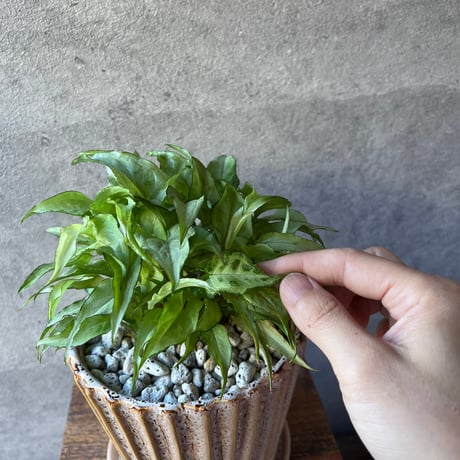 シンゴニウム | STORES