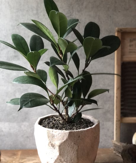 【1点もの】Ficus cyathistipula  フィカス キアティスティプラ