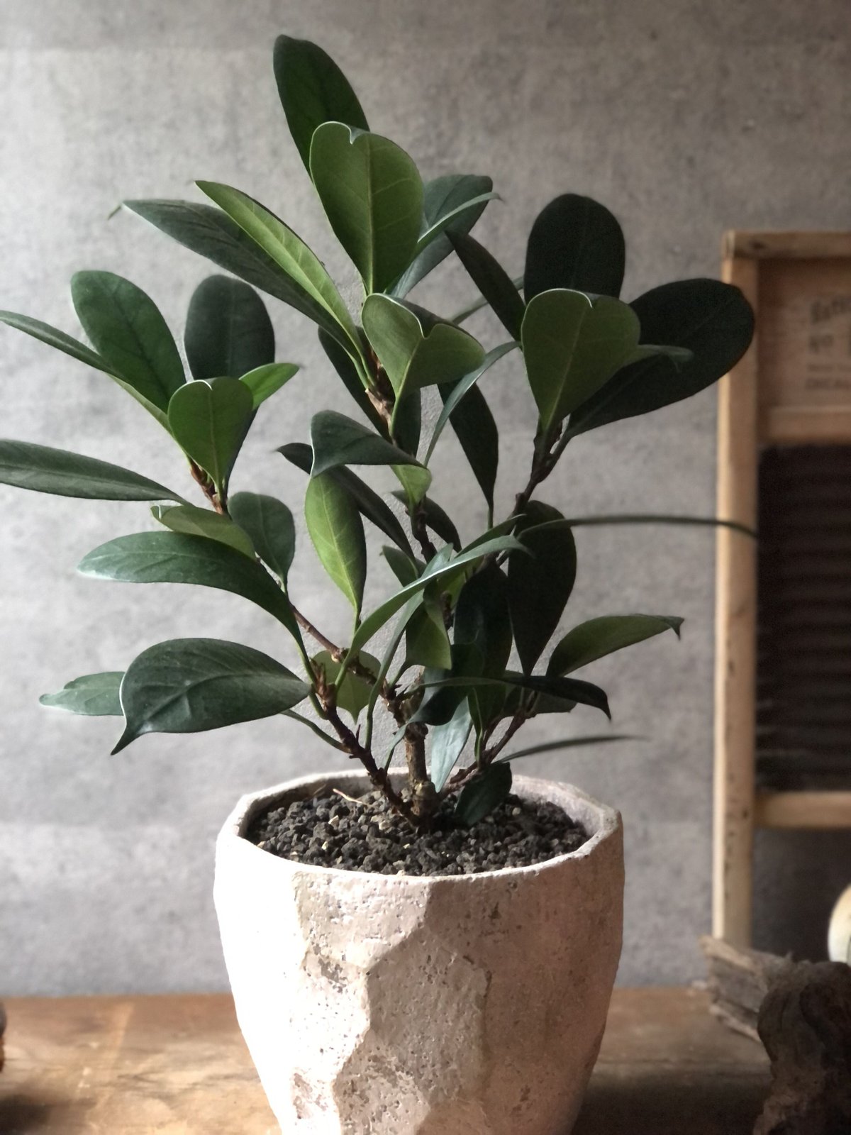 1点もの】Ficus cyathistipula フィカス キアティスティプラ