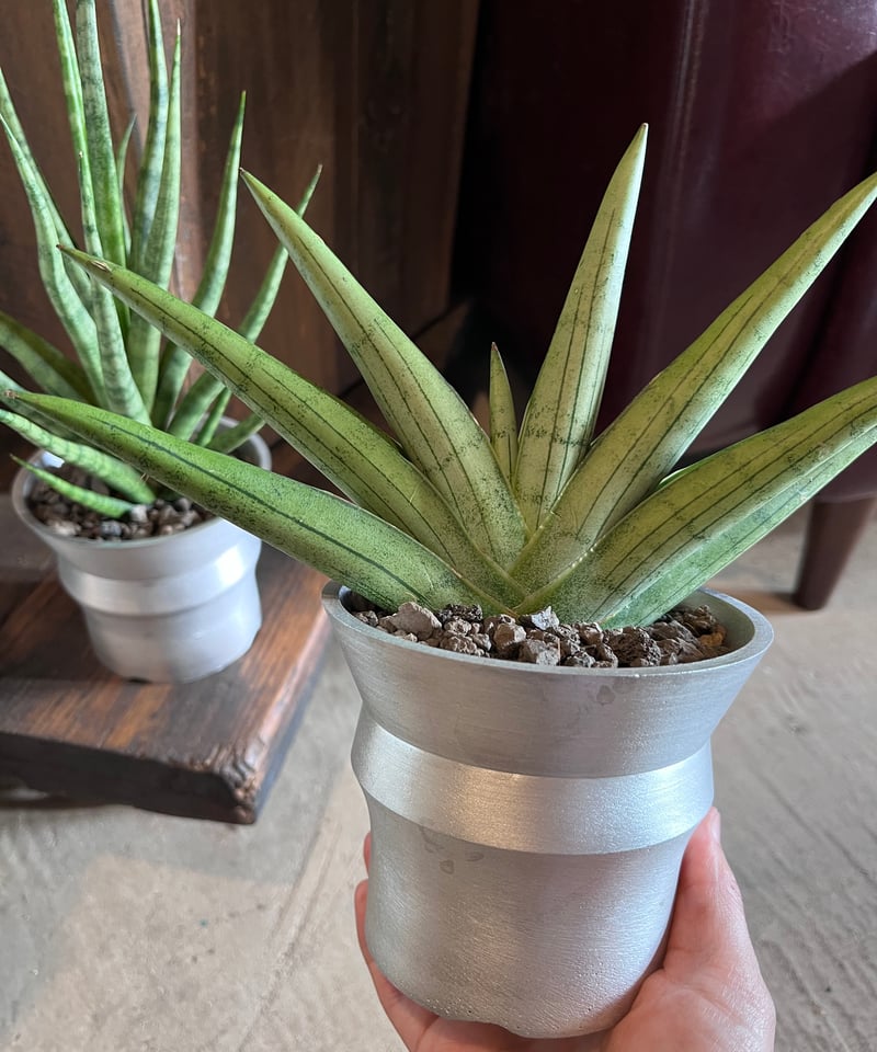 サンスベリア・ディアブロ Sansevieria Diablo サンスベリア・ディアブロ Sansevieria Diablo サンスベリア