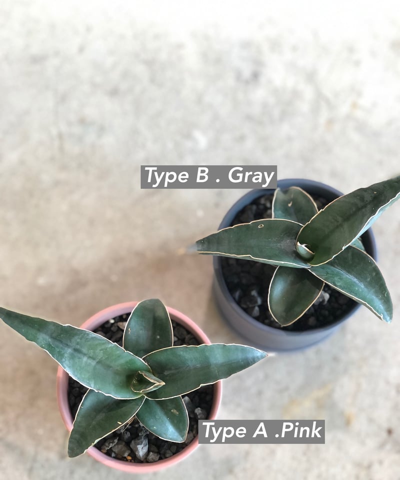 選べる】Sansevieria Pinguicula サンスベリア ピングイキュラ | ¨