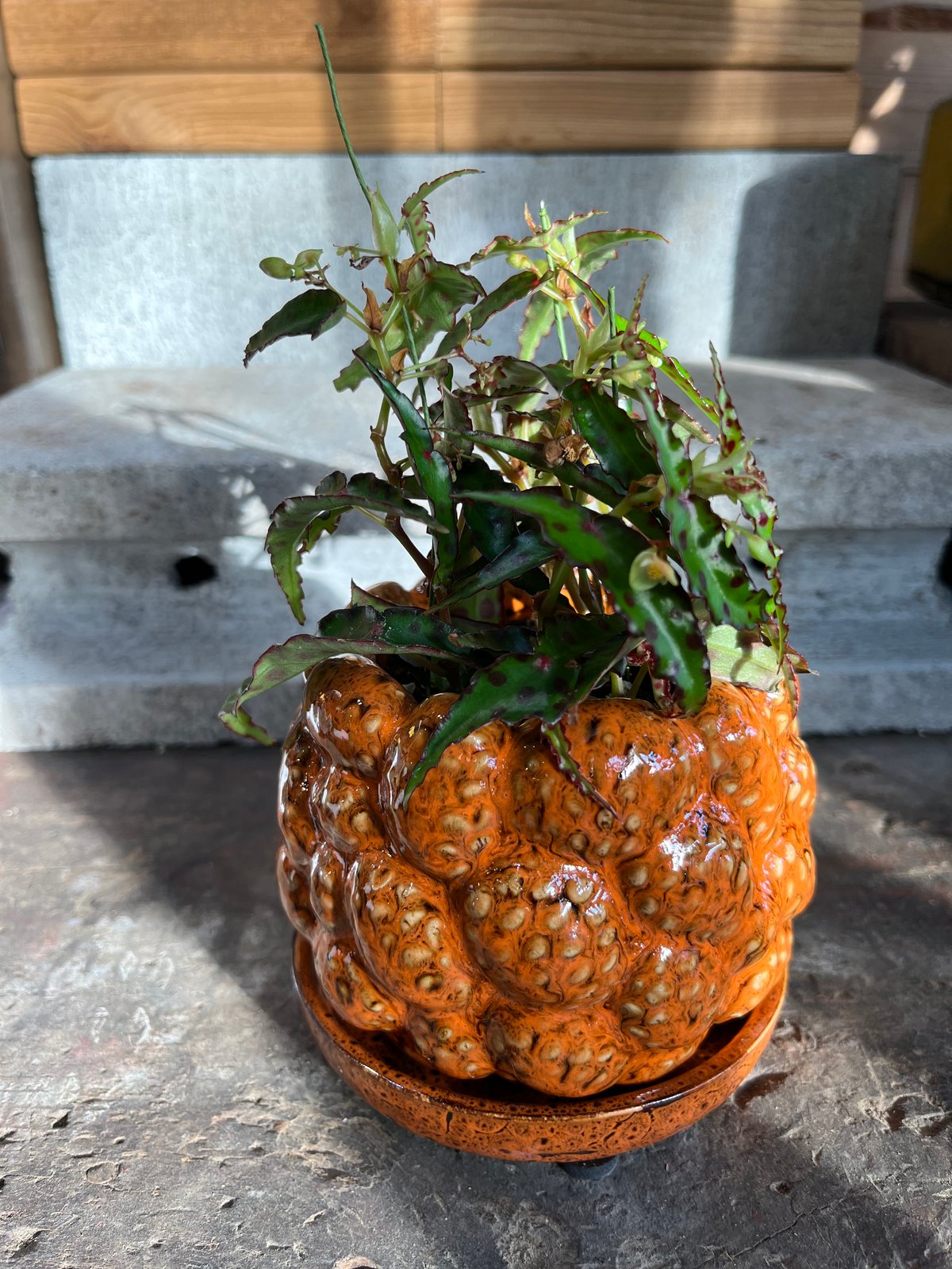 専用❣️大特価ベゴニア・アンフィオクサス Begonia amphioxus B Begonia amphioxus ベゴニア アンフィオクサス | ¨MONKEY TREE¨