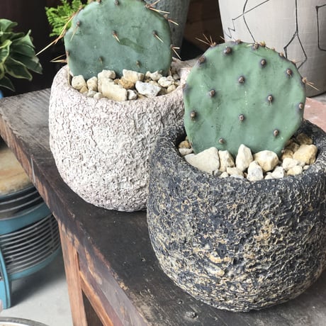 ガラパゴス団扇サボテン（オプンチア・ガラパゲイア）黒肌白刺 肉厚個体❗️ ガラパゴス団扇 黒肌 金棘オプンチア - メルカリ