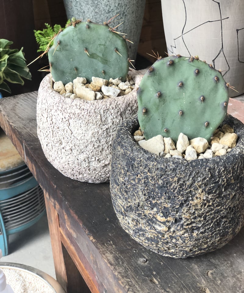 Opuntia santarita サンタリタ | ¨MONKEY TREE¨ by SAB