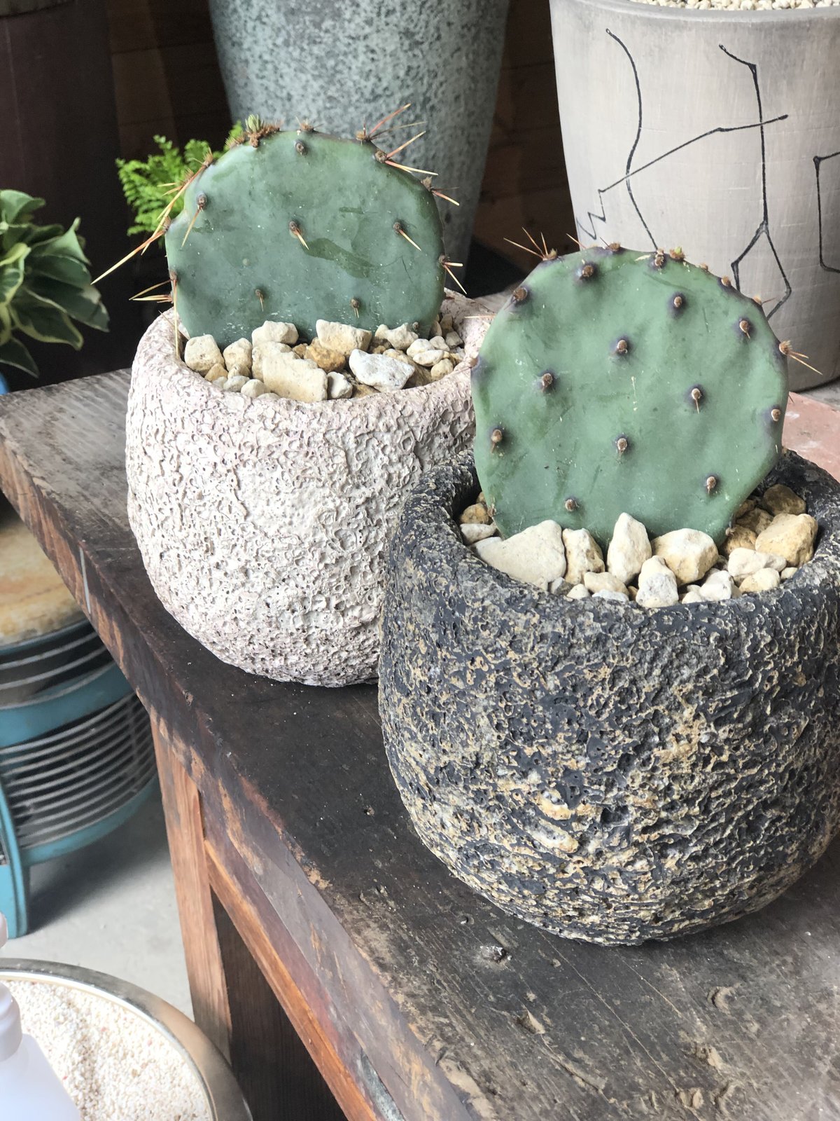 オプンチア　サンタリタ　5株セット Amazon｜サボテン オプンチア サンタリタ｜観葉植物 オンライン通販