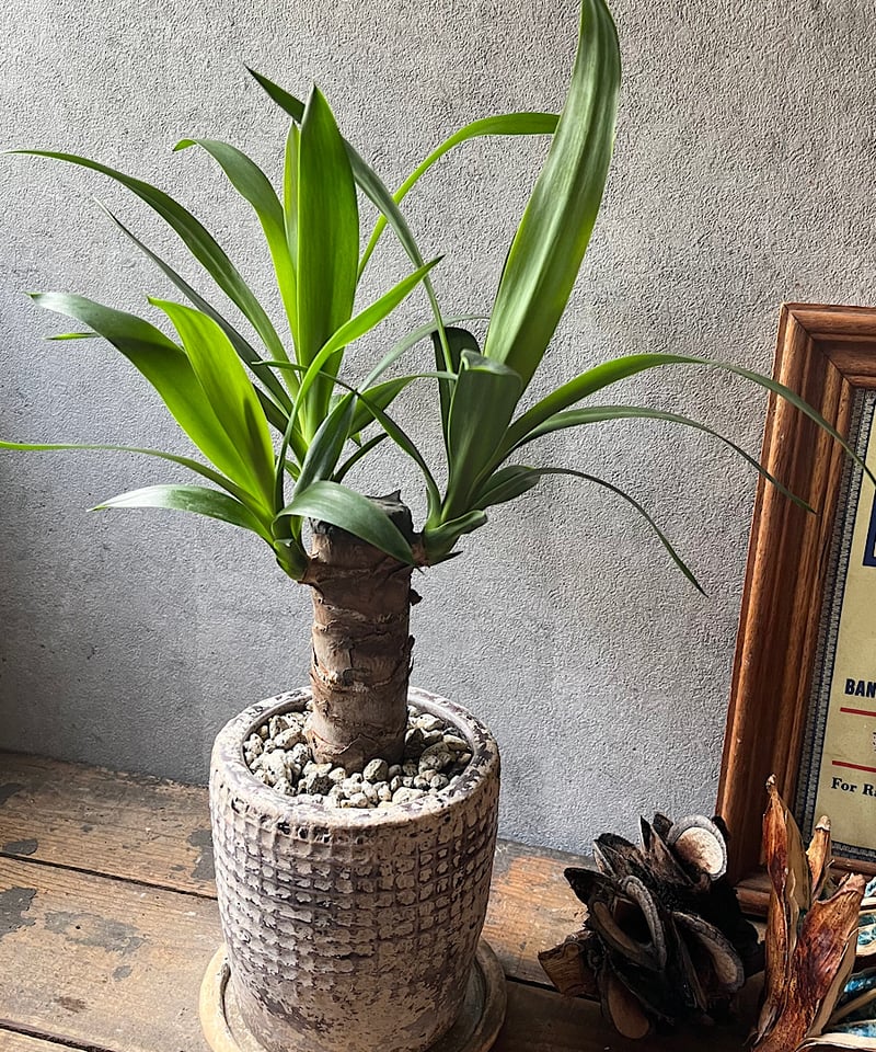 Yucca elephantipes ユッカエレファンティペス | ¨MONKEY TREE¨